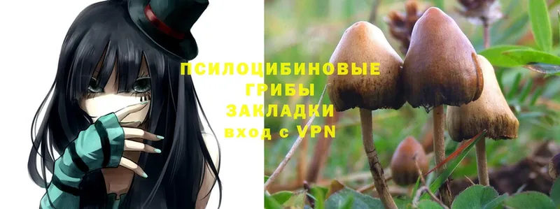 Галлюциногенные грибы Cubensis  хочу   Алексин 